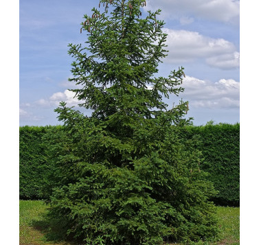 Sapin blanc