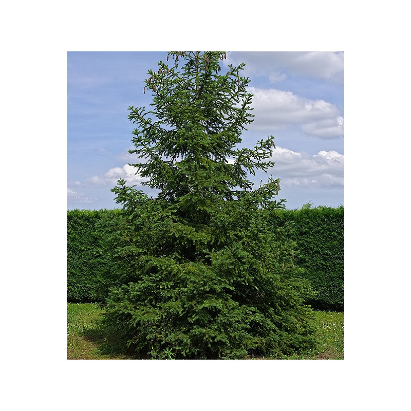 Sapin blanc