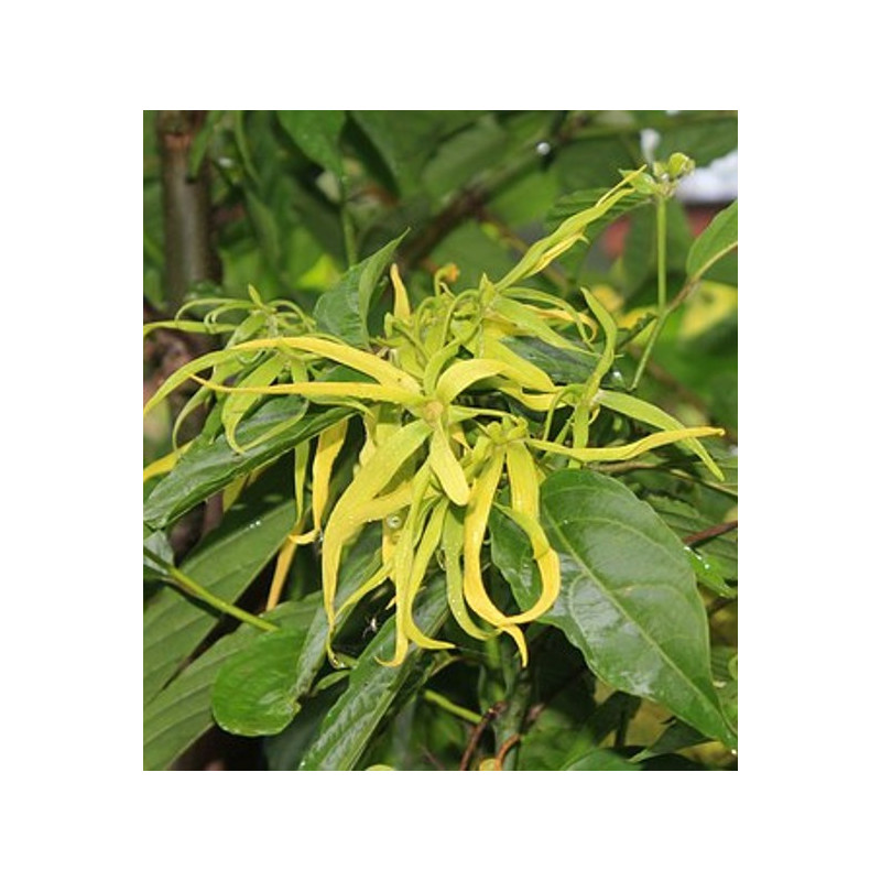 Ylang-ylang extra