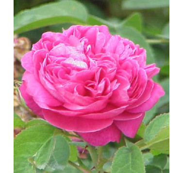 Rose de Damas 