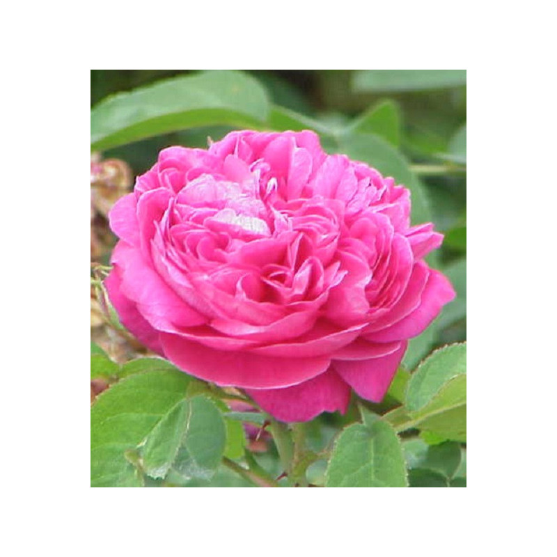 Rose de Damas 