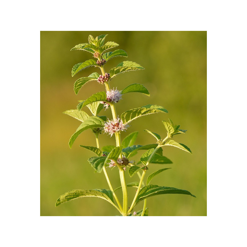 Menthe des champs BIO