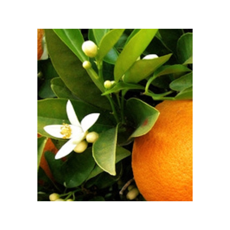 Petit grain mandarinier