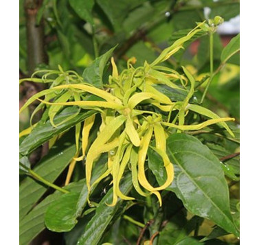Fleur d'Ylang-ylang