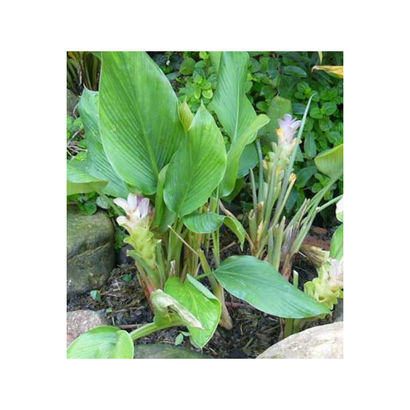 Curcuma des Indes