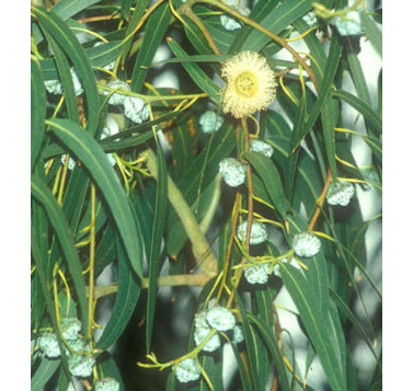 Eucalyptus citronné