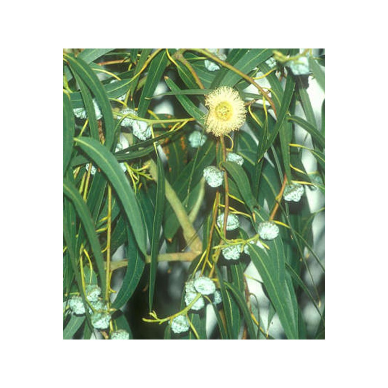 Eucalyptus citronné