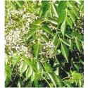 Katrafay - Ecorce BIO