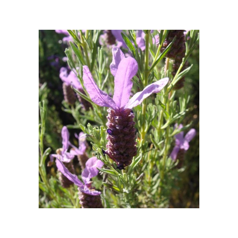 Lavande papillon de Séville