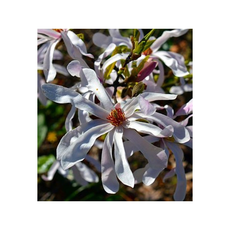 Magnolia blanc