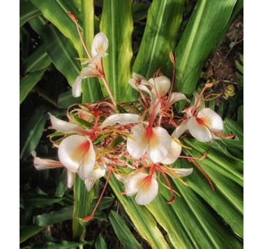Gingembre papillon (ou longose à fleurs blanches)