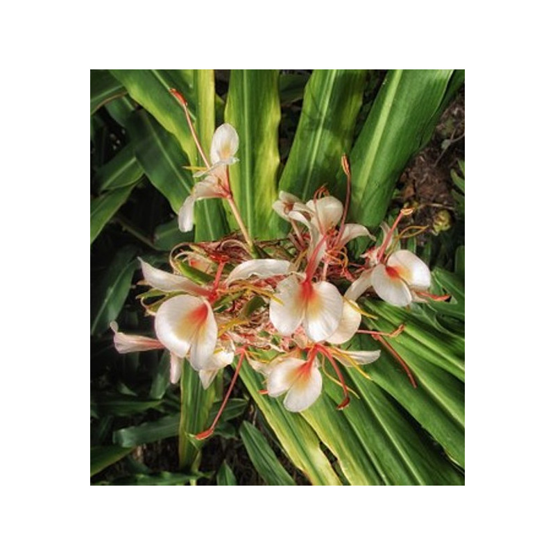Gingembre papillon (ou longose à fleurs blanches)