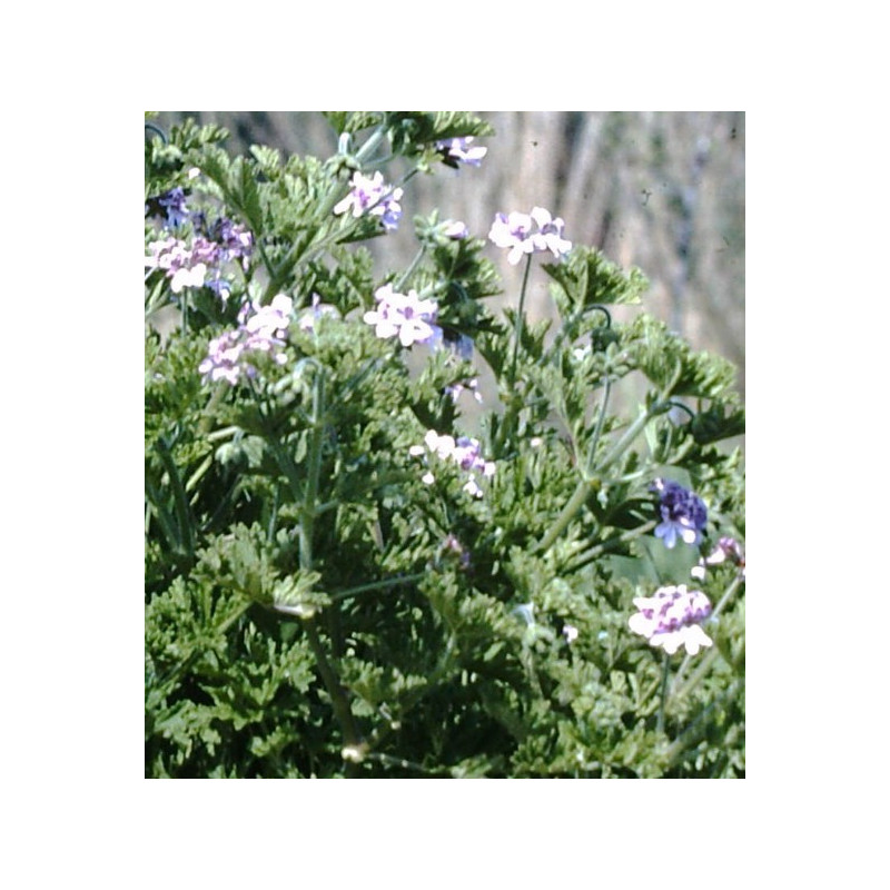 Géranium Bourbon