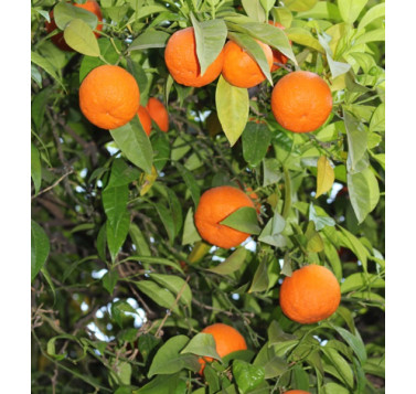 Mandora