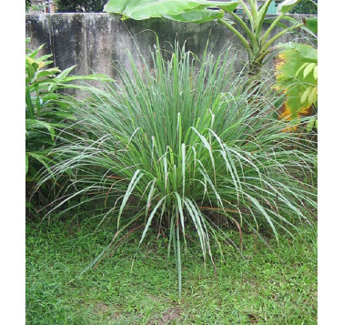 Citronnelle