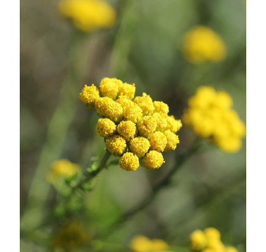 Tanaisie annuelle ou Camomille bleue BIO
