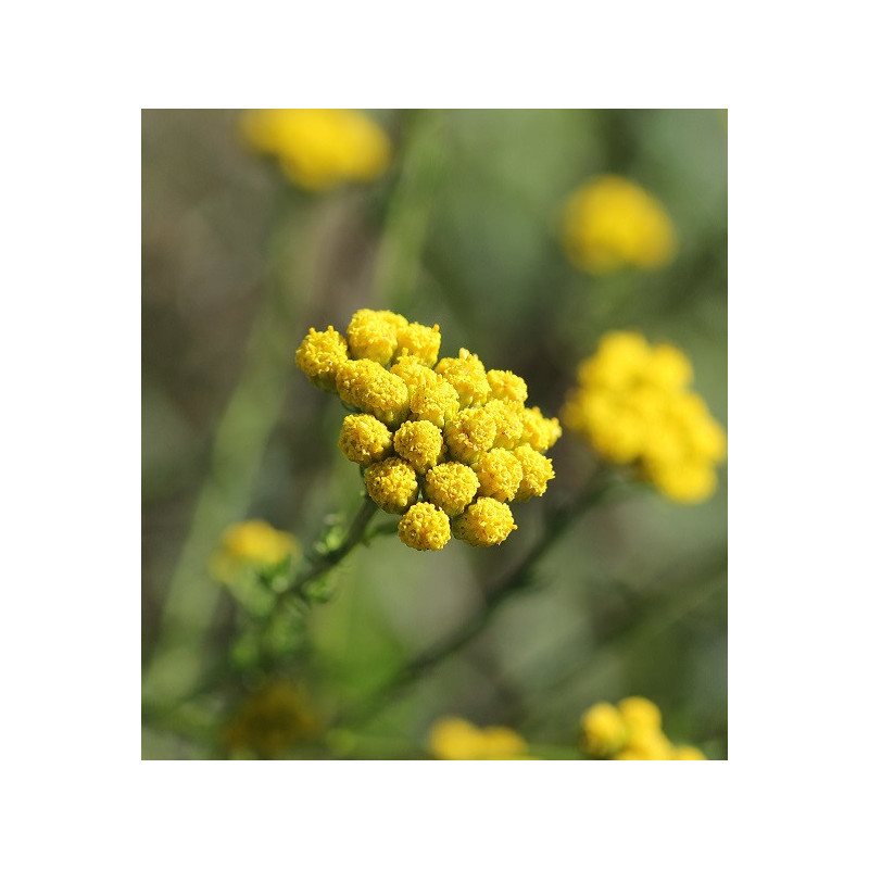 Tanaisie annuelle ou Camomille bleue BIO