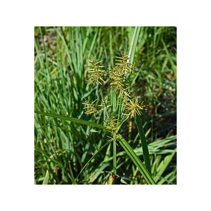 Souchet d'Amazonie (ou "Piri-piri")