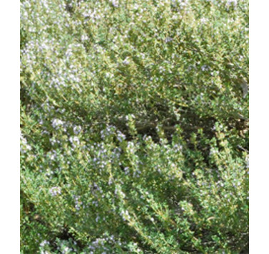 Thym d'Espagne à thymol