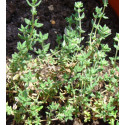 Thym d'hiver ct p-cymène BIO