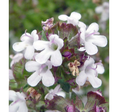 Thym vulgaire à thujanol