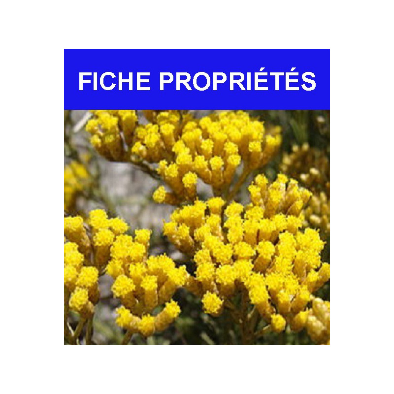 Immortelle d'Italie