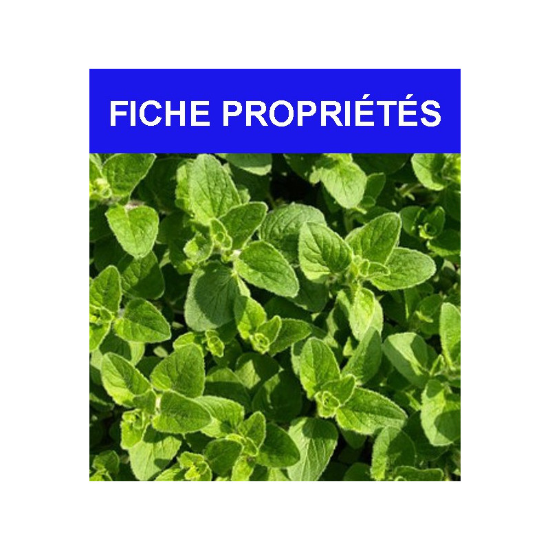 Origan à inflorescences compactes