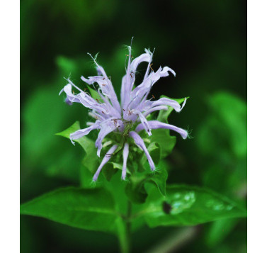 Monarde fistuleuse deterpénée