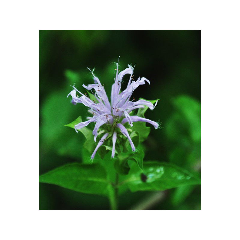 Monarde fistuleuse deterpénée