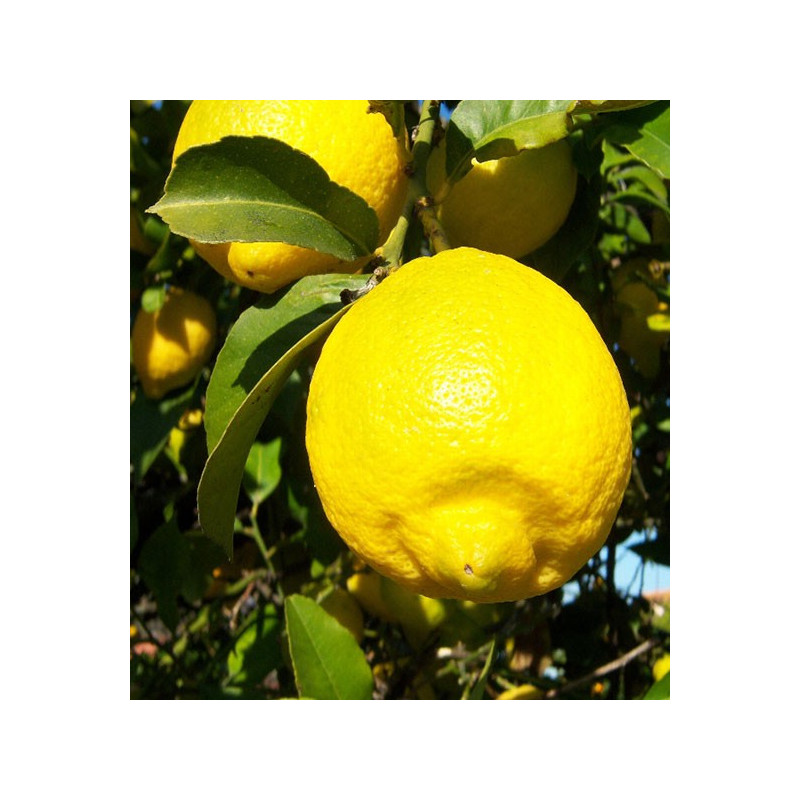 Citron