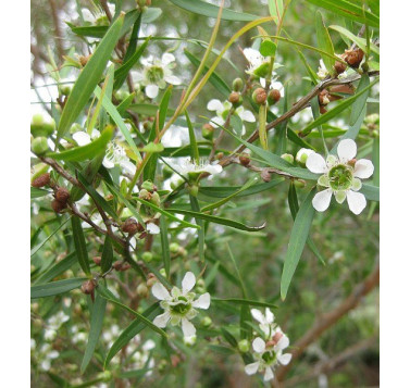 Myrte citronné BIO
