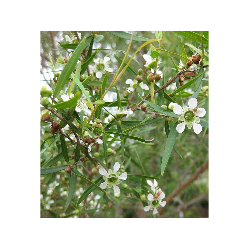 Myrte citronné BIO