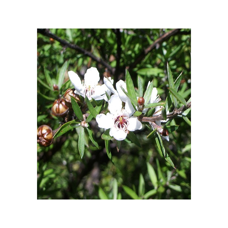 Manuka