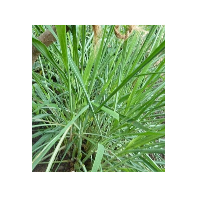citronnelle de Ceylan