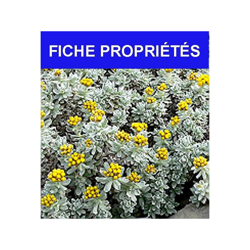 Immortelle à capitule nu (ou Hélichryse femelle)