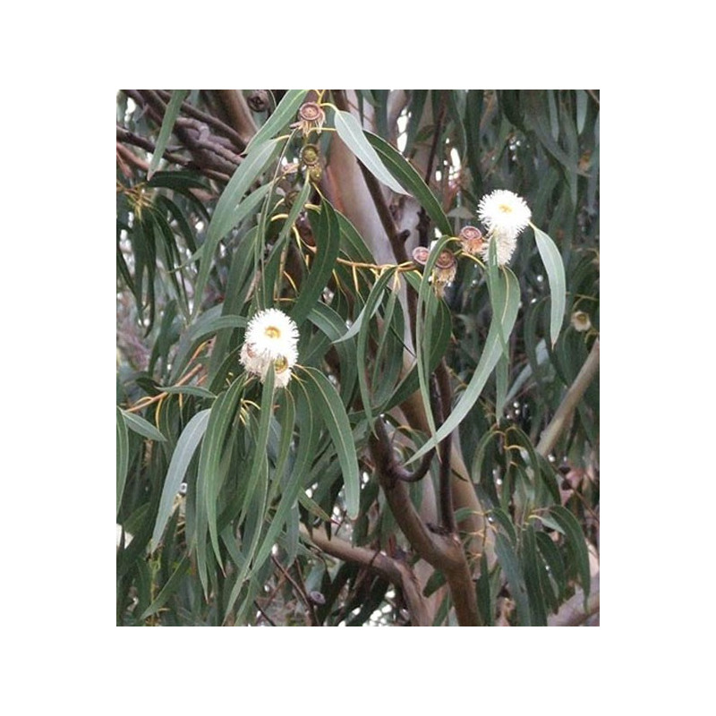 Eucalyptus globuleux