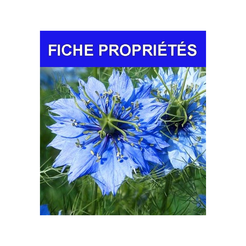 Nigelle douce
