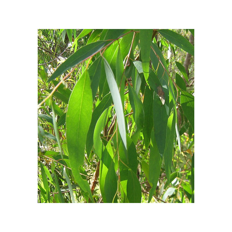 Eucalyptus radié