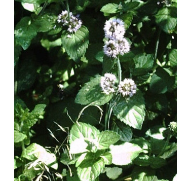 Menthe verte