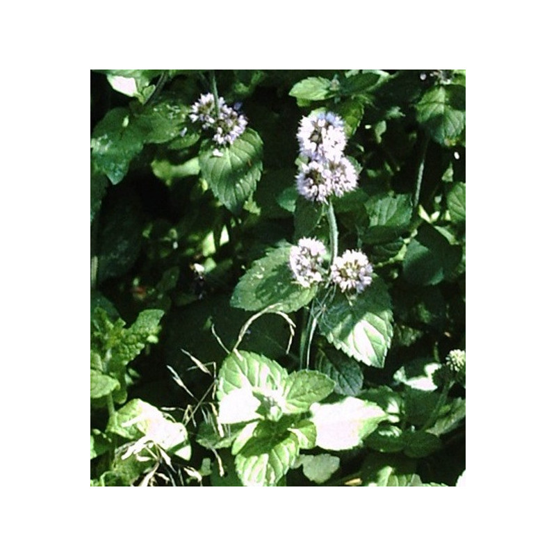 Menthe verte