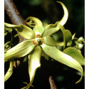 Ylang-ylang III BIO