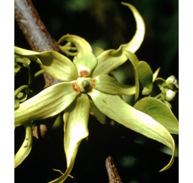 Ylang-ylang complète