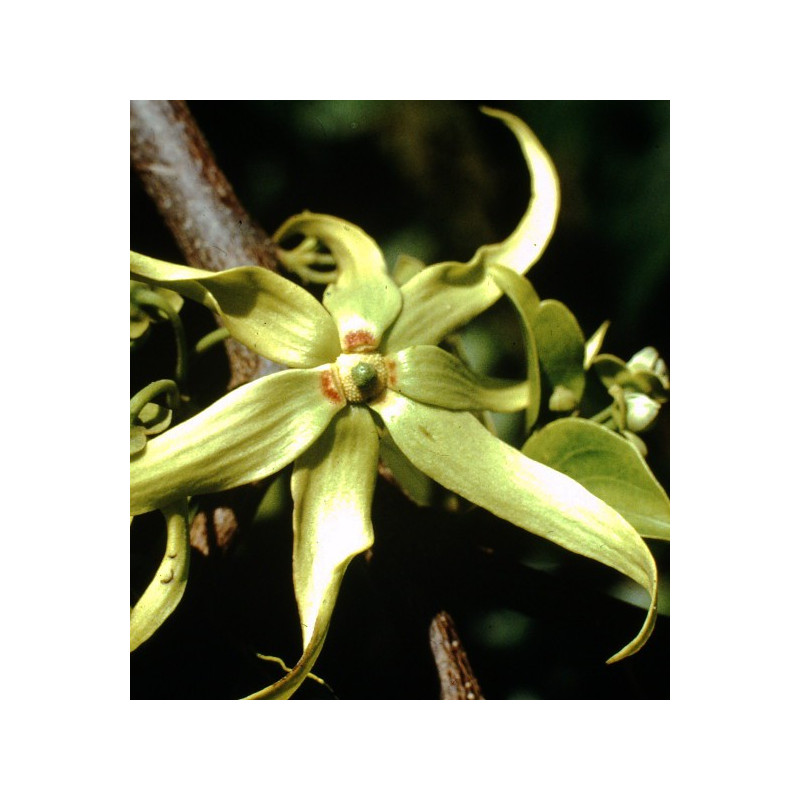 Ylang-ylang complète