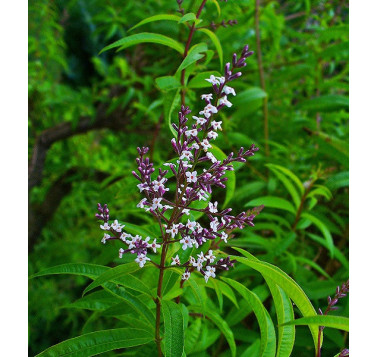 Verveine citronnée
