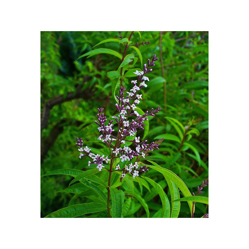 Verveine citronnée