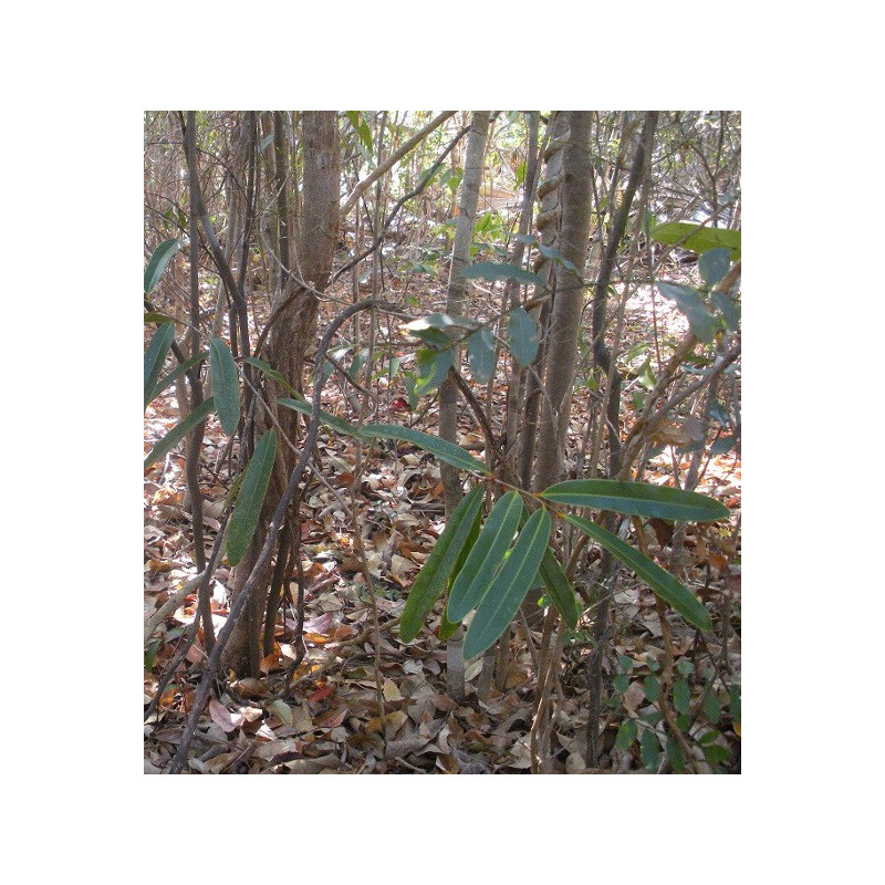 Cannelle de Madagascar dite "Saro"