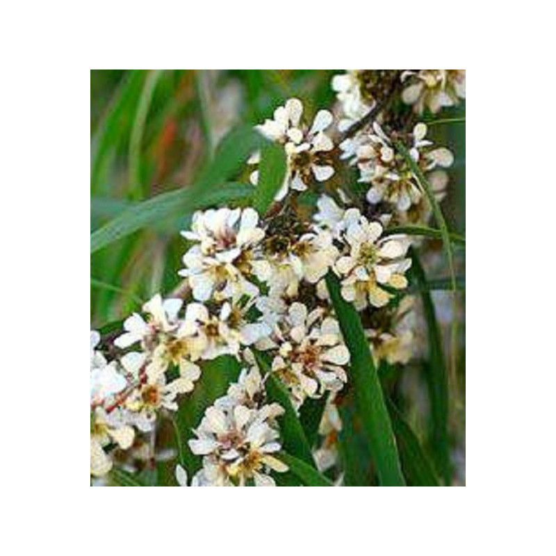 Fragonia