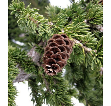 Pruche (Sapin Hemlock)