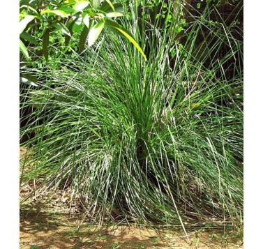 Vétiver de Madagascar