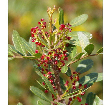Lentisque pistachier BIO
